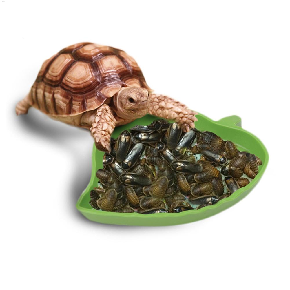 Amphibians Reptiles Feeder Pla - огляд і ціна Water Dish Reptile