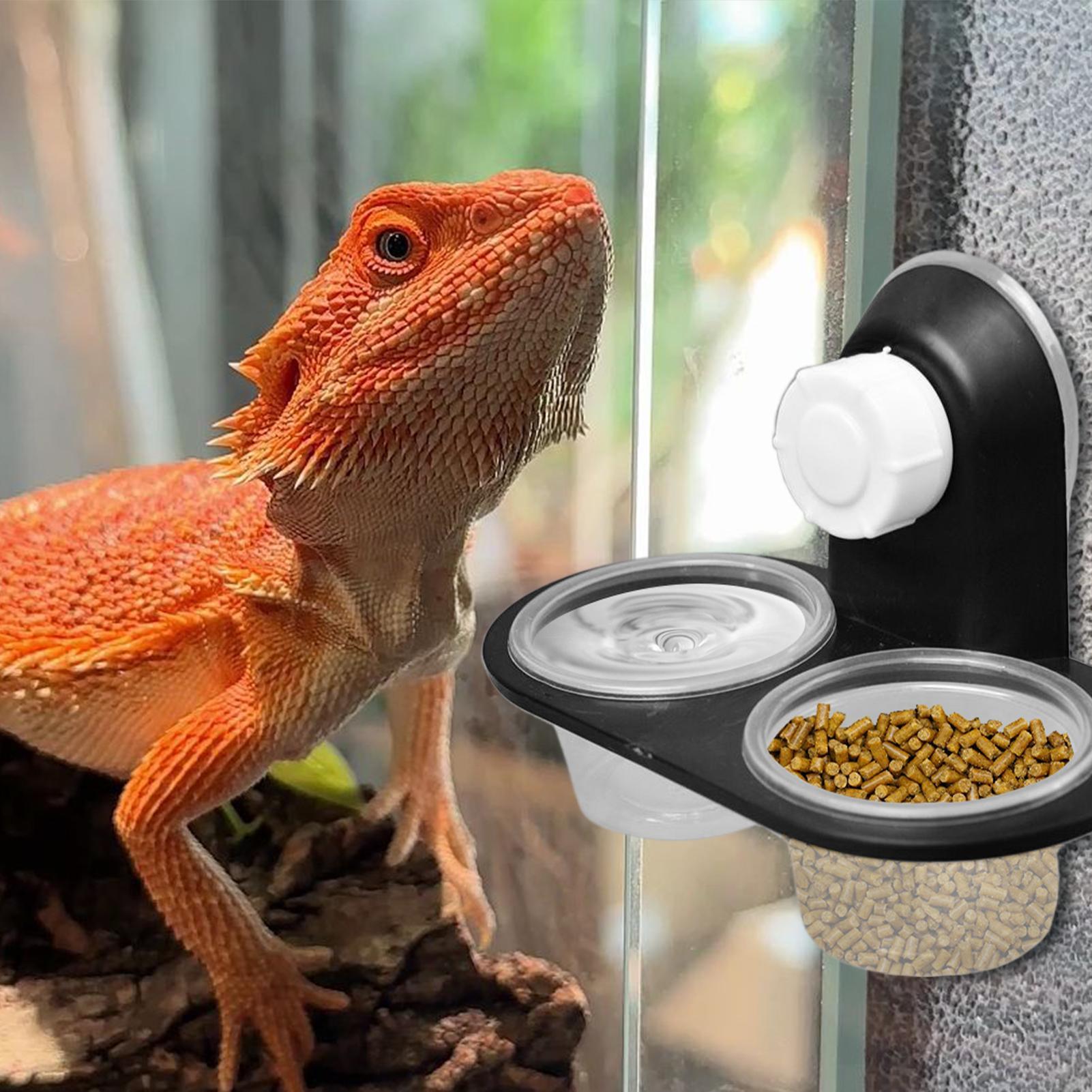 Gecko Food Dish Gecko Feeding  - огляд і ціна Water Dish Reptile