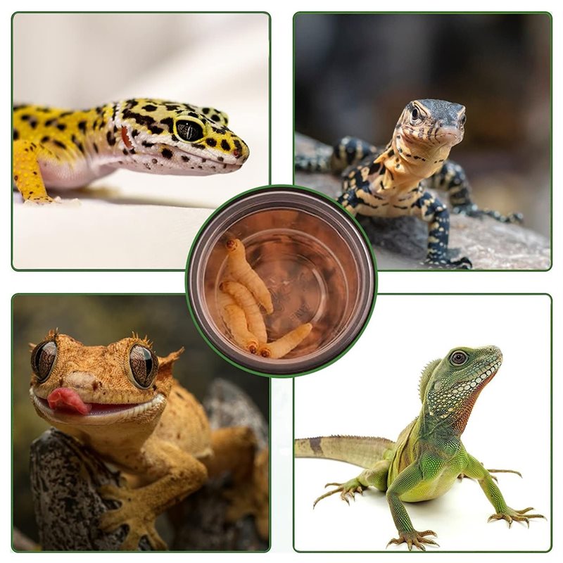 Crested Gecko Food And Water F - огляд і ціна Water Dish Reptile